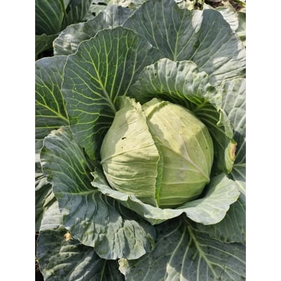 Hallelujah F1 (Cabbage) 1000 Seeds