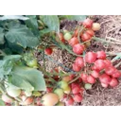 Joel F1 10gm (Tomato) 3500 Seeds