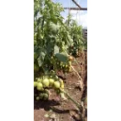 Joel F1 (tomato) 1000 Seeds