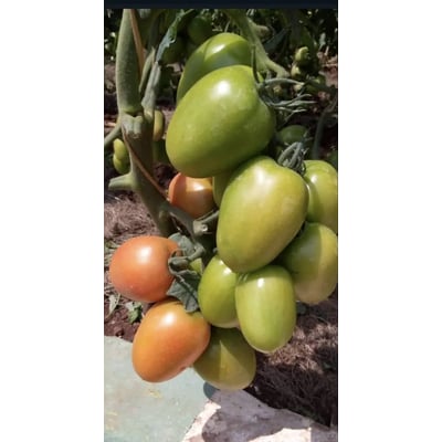 Joel F1 (tomato) 1000 Seeds