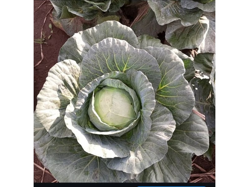 Hallelujah F1 (Cabbage) 1000 Seeds