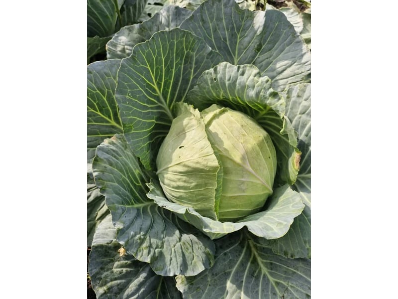 Hallelujah F1 (Cabbage) 1000 Seeds