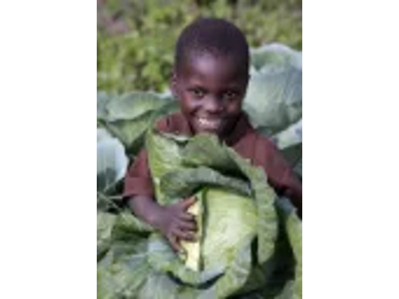 Hallelujah F1 (Cabbage) 1000 Seeds