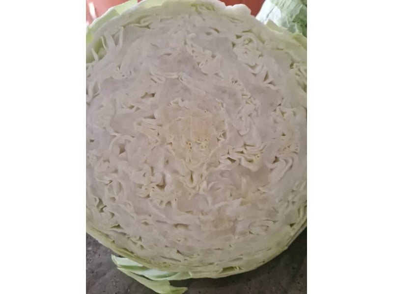 Hallelujah F1 (Cabbage) 1000 Seeds