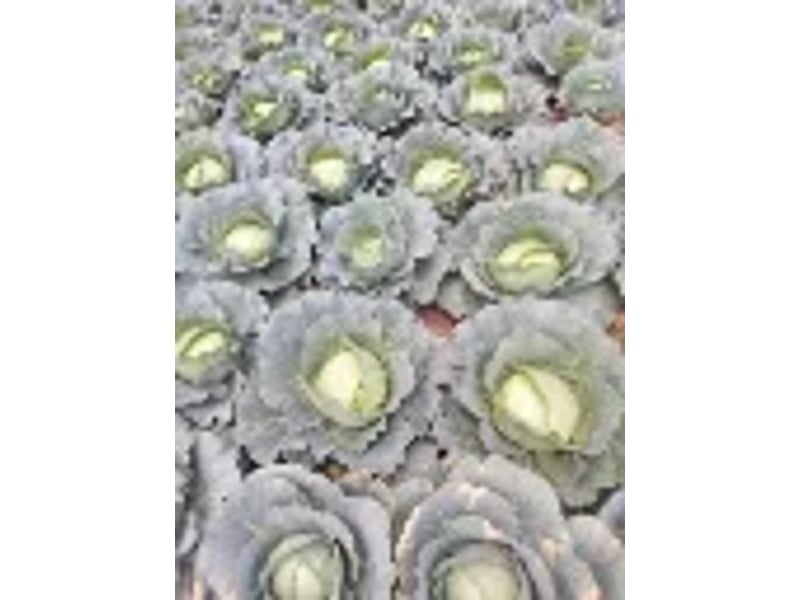 Hallelujah F1 (Cabbage) 1000 Seeds