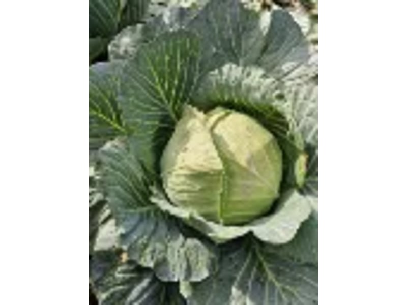 Hallelujah F1 (Cabbage) 1000 Seeds