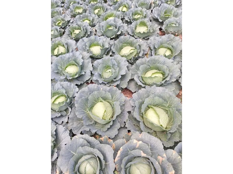 Hallelujah F1 (Cabbage) 1000 Seeds