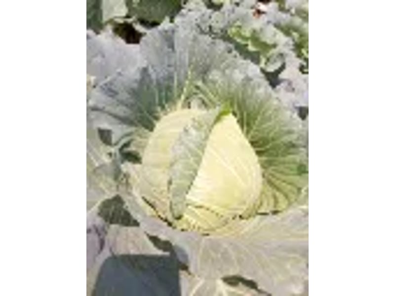 Hallelujah F1 (Cabbage) 1000 Seeds