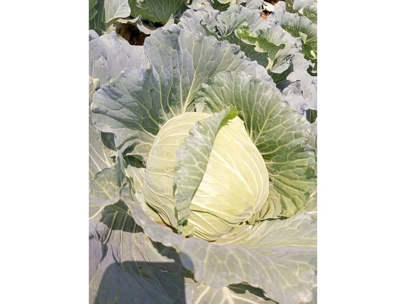Hallelujah F1 (Cabbage) 1000 Seeds