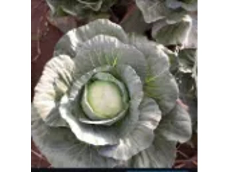 Hallelujah F1 (Cabbage) 1000 Seeds