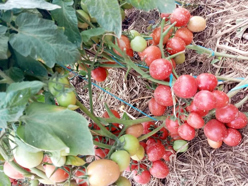 Joel F1 10gm (Tomato) 3500 Seeds