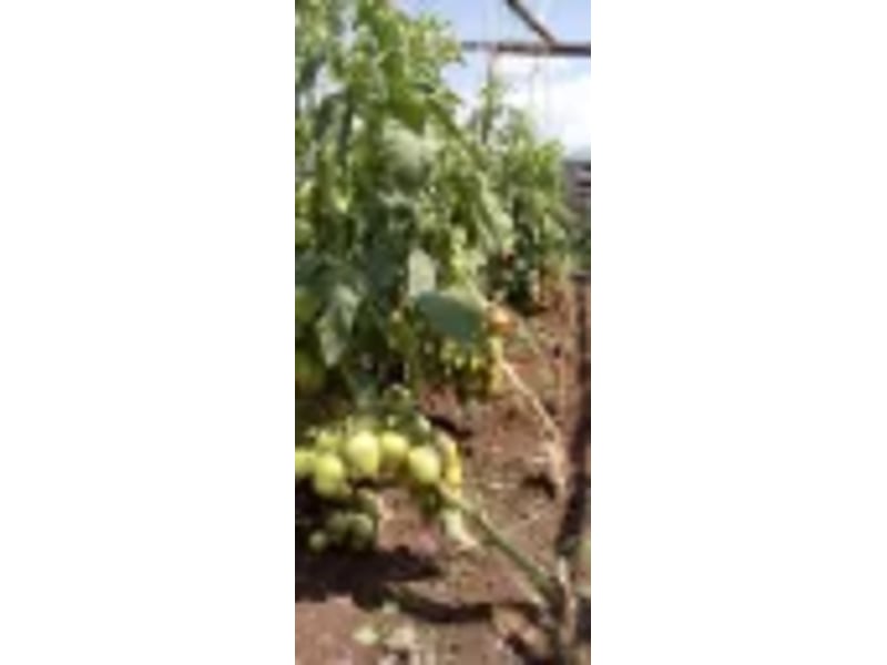 Joel F1 10gm (Tomato) 3500 Seeds