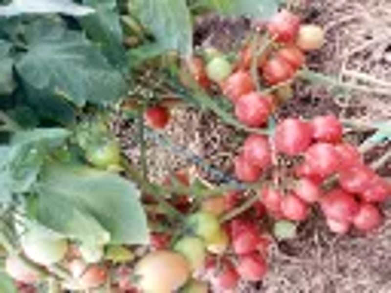 Joel F1 10gm (Tomato) 3500 Seeds