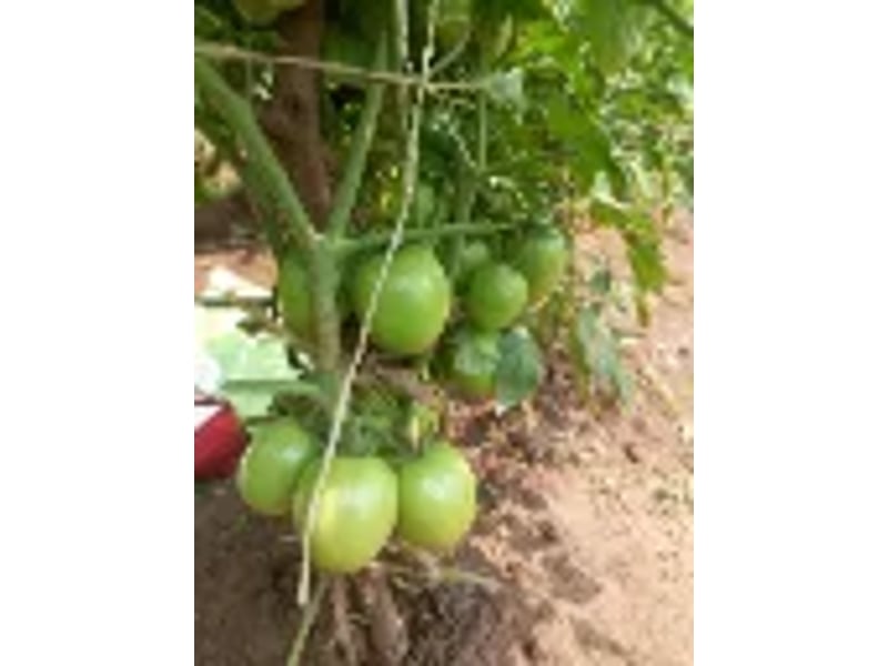 Joel F1 (tomato) 1000 Seeds