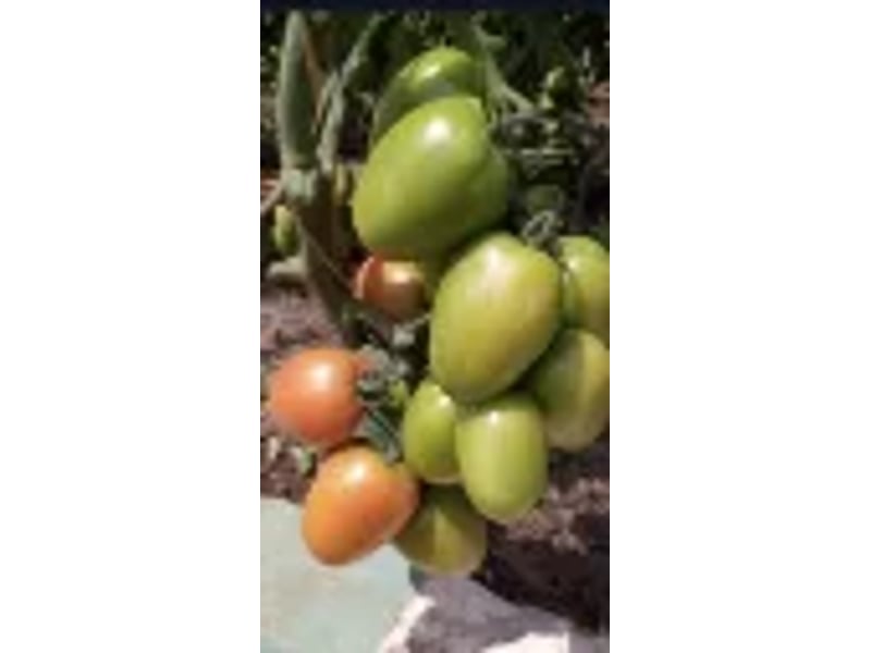 Joel F1 (tomato) 1000 Seeds