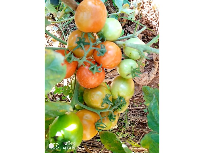 Joel F1 (tomato) 1000 Seeds