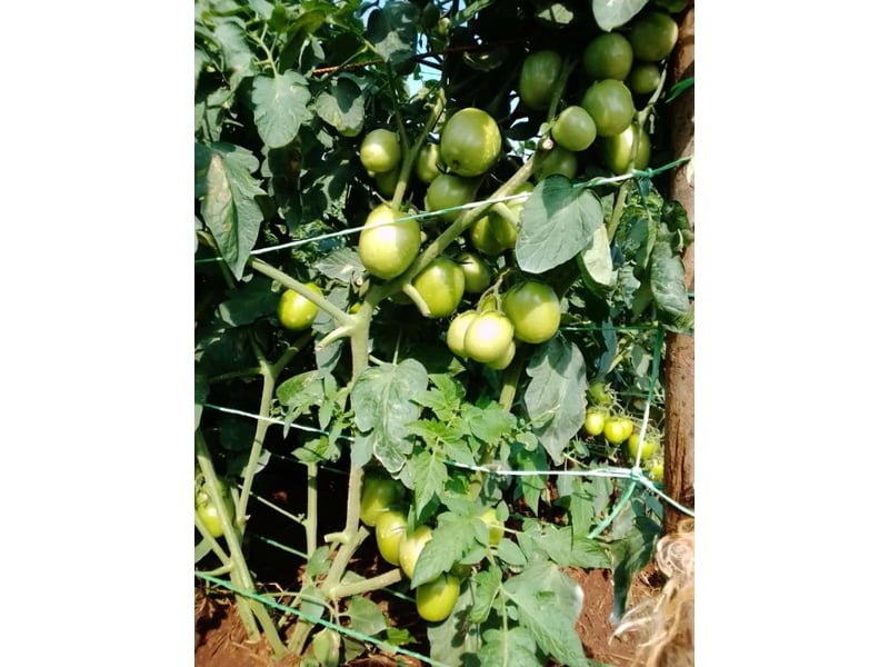 Joel F1 (tomato) 1000 Seeds